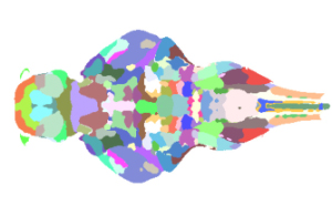 Example of whole-brain voxel-intensity and deformation-field morphometry in larval zebrafish.