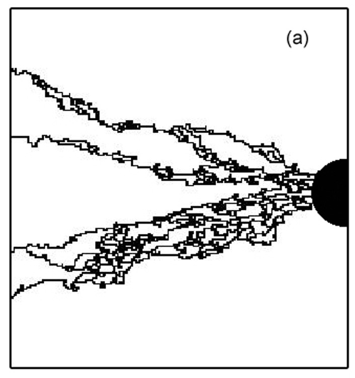 Simulations of a vascular network in ECM 