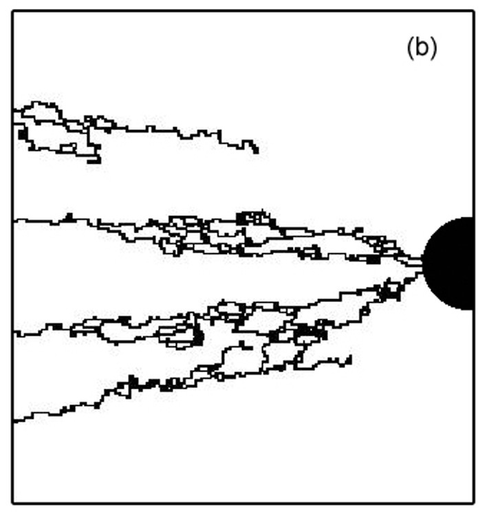 Simulations of a vascular network in ECM 