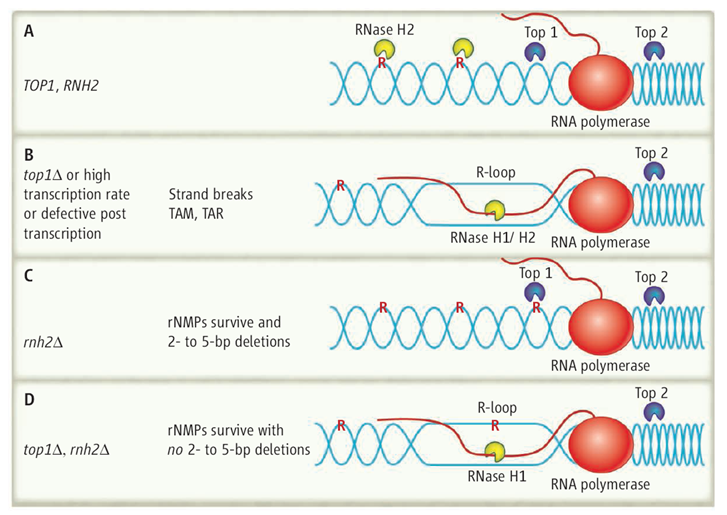 RNA R-loop formation.