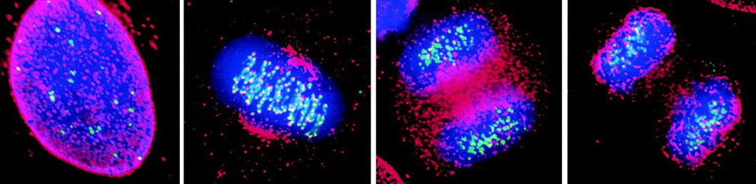 The image contains four panels. The first panel has a blue cell with a pink outline. The second panel has a smaller blue cell with chromosomes condensed, visible in light blue; the pink outline has also condensed to 2 areas. The third panel shows the cell dividing into 2 smaller cells that are still connected. The fourth panel shows the 2 smaller cells separated.