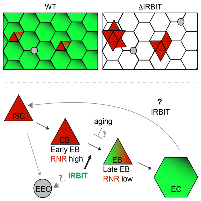 Comparison of WT and IRBIT in tissue homeostasis.