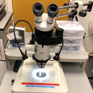 Dissection Microscope in the MIC sample preparation lab.
