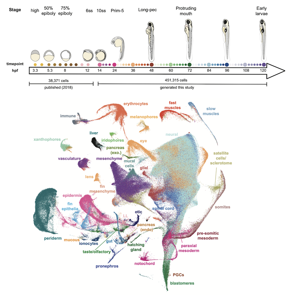 A high temporal resolution scRNA-seq time course encompassing embryogenesis and early larval development. Developmental stages (colored dots) from which single-cell transcriptomes were collected. UMAP projection of single-cell transcriptomes and curated major tissues.