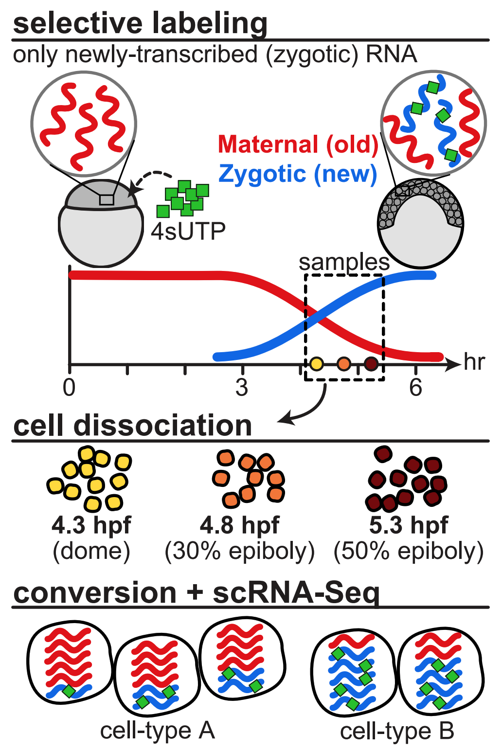 selective labeling - only newly-transcribed (zygotic) RNA