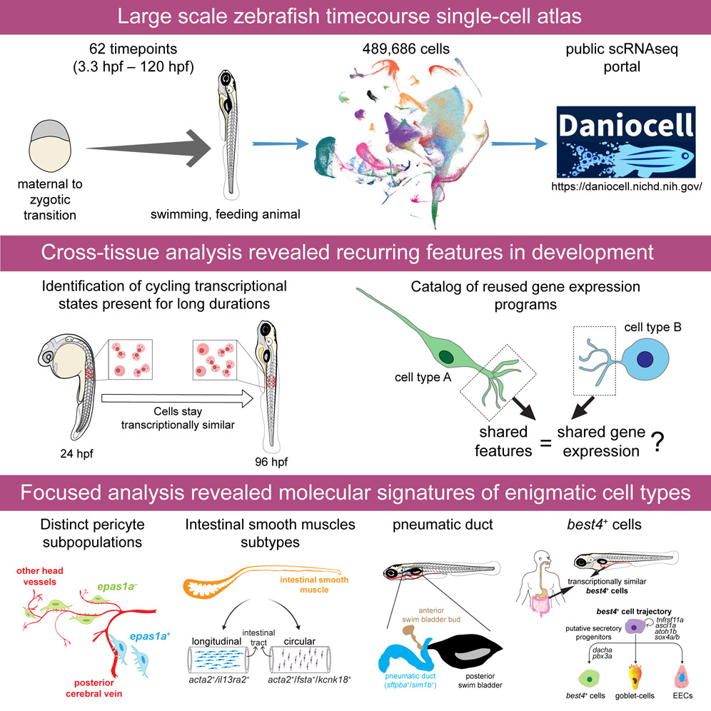 Large scale zebrafish timecoarse single-cell atlas; Cross-tissue analysis revealed recurring features in development; focused analysis revealed molecular signatures of enigmatic cell types