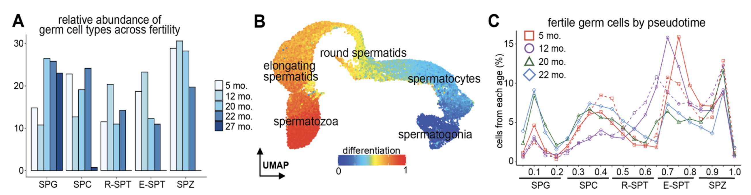 Figure from Sposato et al showing altered proportions of spermatocyte differentiation in aged testes.