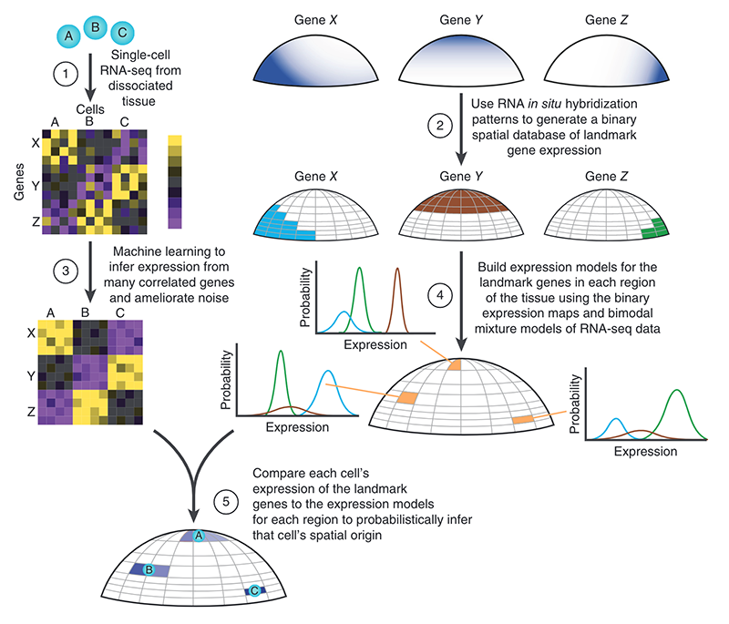 Figure 1 from Spatial reconstruction of single-cell gene expression data; overview of the spatial assignment approach.