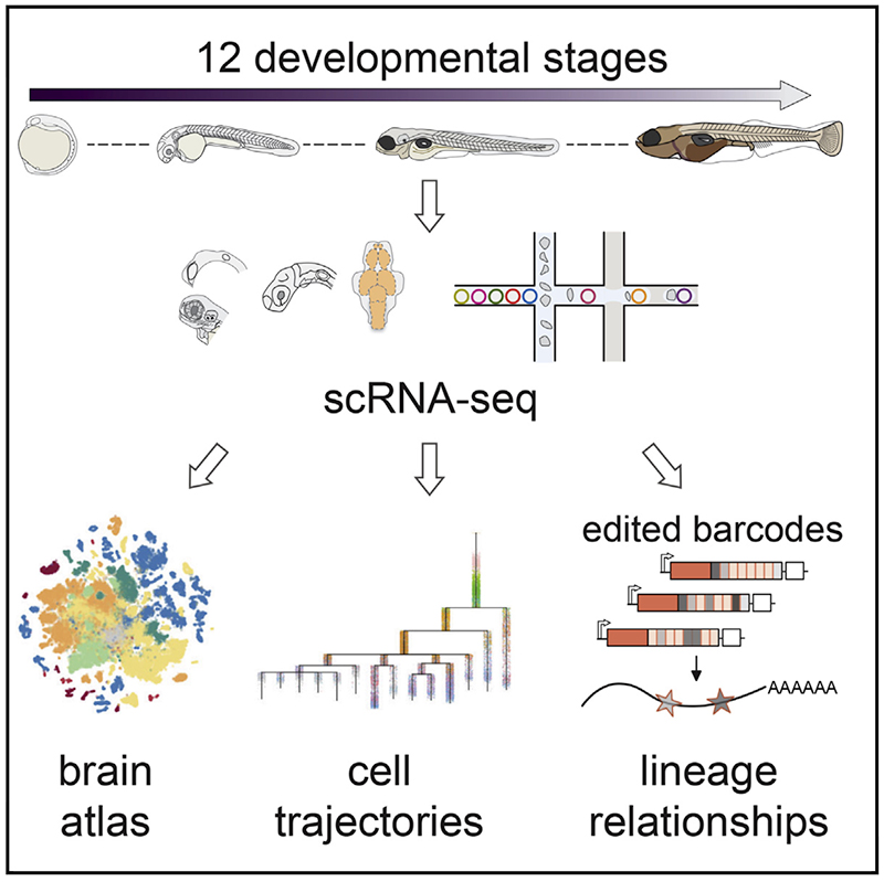 Graphical abstract showing 12 developmental stages of zebrafish.