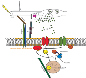 Refer to Figure 3 caption