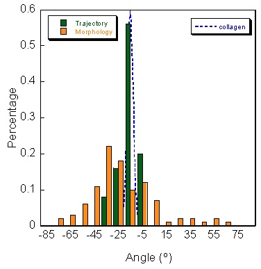 A graph showing the morphology of endothelial cell seeding.