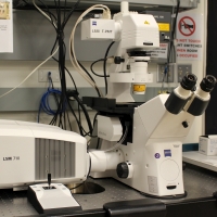 Zeiss LSM 710 microscope.