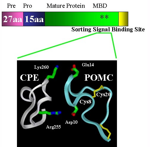 Illustration of prohormones sorted in regulated secretory pathway.