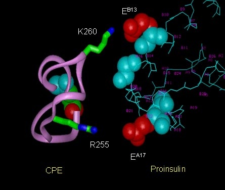 A binding assay using the membranes from infected cells expressing CPE.