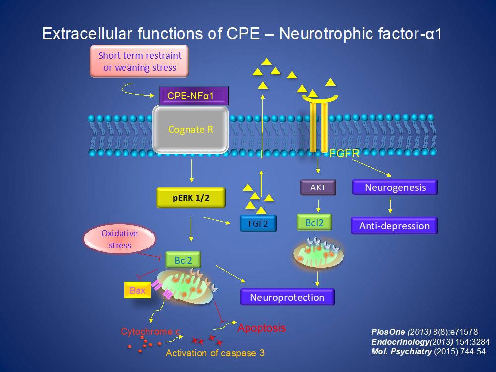 Extracellular functions of CPE-Neurotrophic factor-α1.