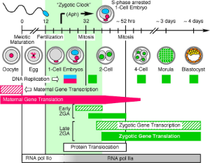 Graph illustrating maternal to zygotic gene transition in the mouse.