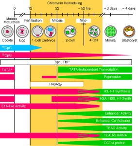 Graph showing developmental changes affecting regulation of gene expression at the beginning of mouse development.