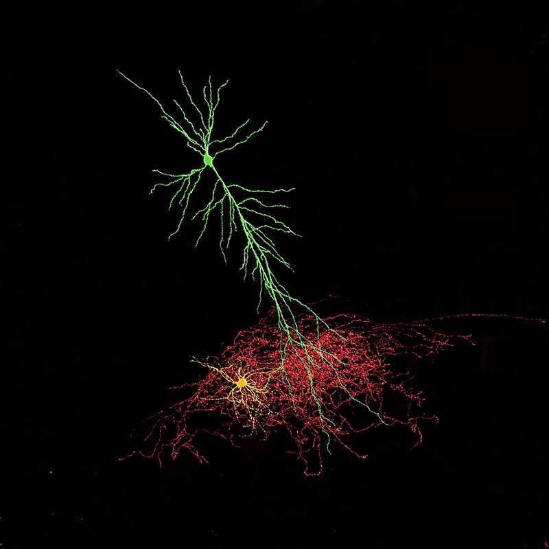 Illustration of interneurons and synaptic transmission.
