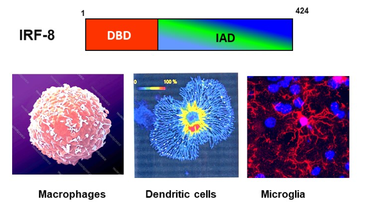 Microscopic views of macrophages, dendritic cells, and microglia.
