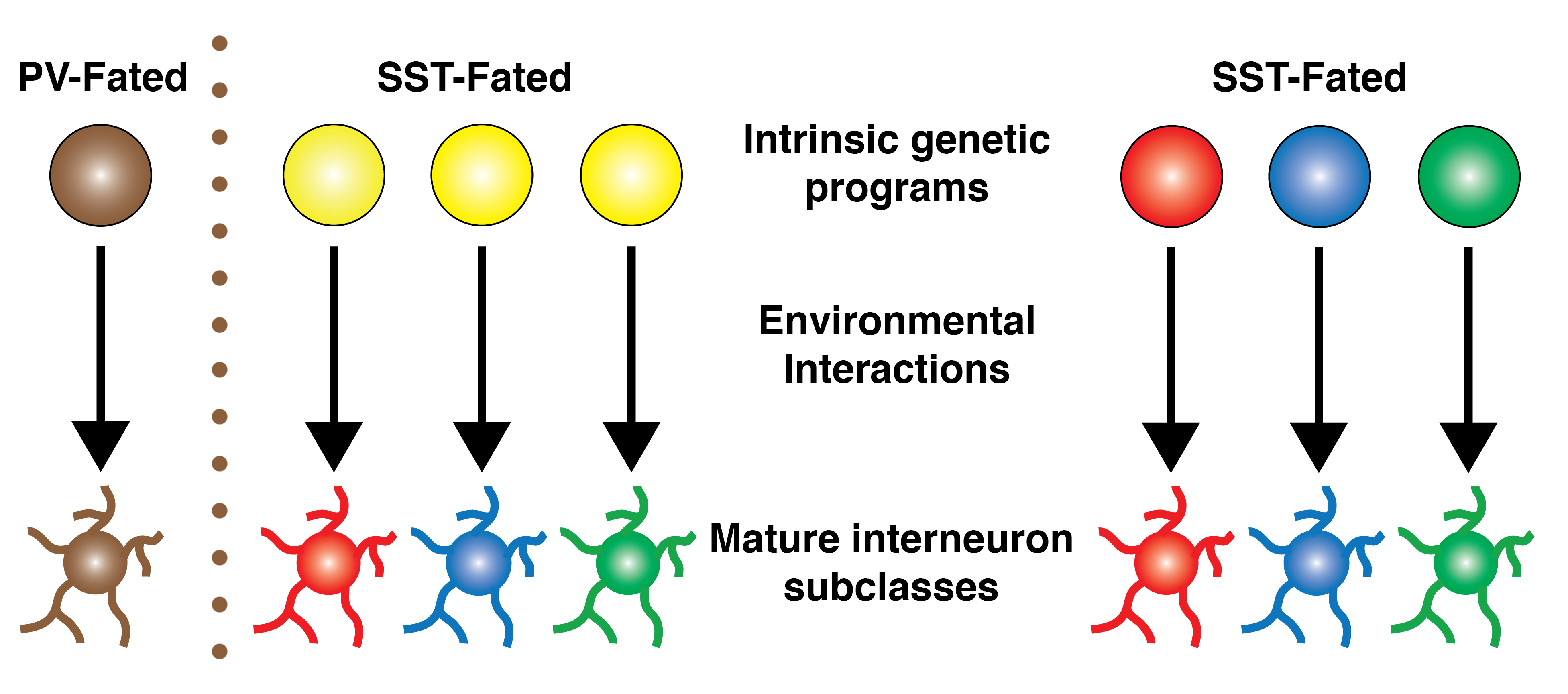 Illustration of PV-fated and SST-fated neurons through intrinsic genetic programs, environmental interactions, and mature interneuron subclasses.