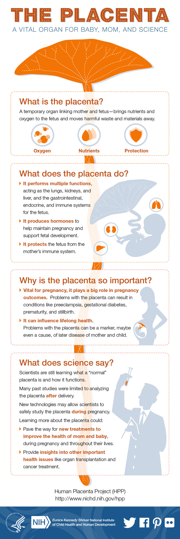 The Placenta infographic