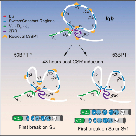 53BP1 Igh Class Switch Recombination