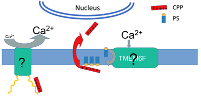 Highly efficient non-endocytic delivery of CCPP into the cell depends on Ca2+ signaling and PS.