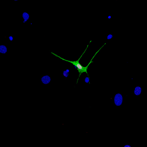 Microscopic view of transcription factors.