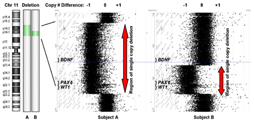 Chromosome 11 Diagram.