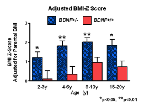 BMI Z-score adjusted for parental BMI.