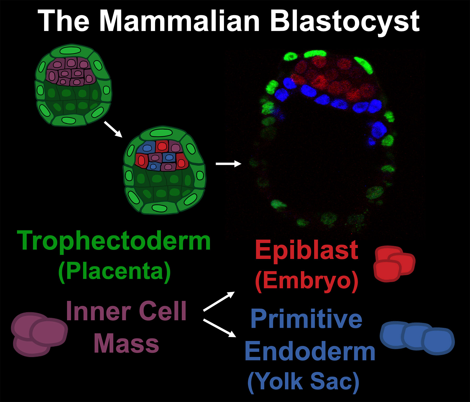 Image shows scheme of how the mammalian blastocyst is formed and how ICM cells give rise to Epiblast and Primitive Endoderm.