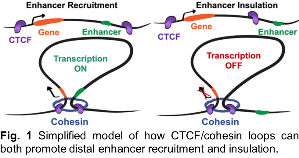 Image shows the effect of mutations to the Sox2 locus at structural and transcriptional levels.