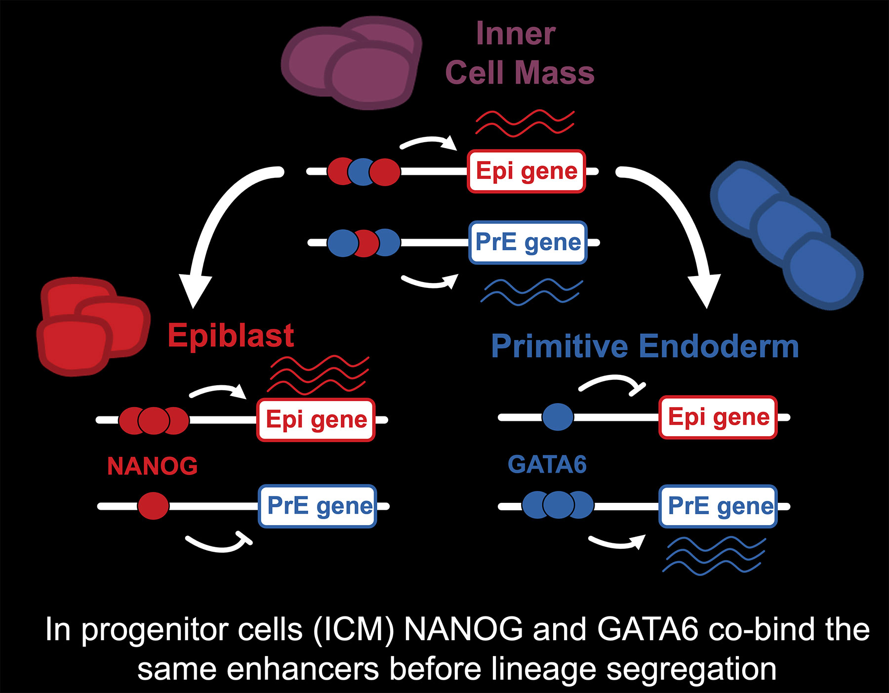 Image shows a scheme depicting changes in NANOG and GATA6 binding during ICM differentiation. Text on image reads In progenitor cells (ICM) NANOG and GATA6 co-bind the same enhancers before lineage segregation.