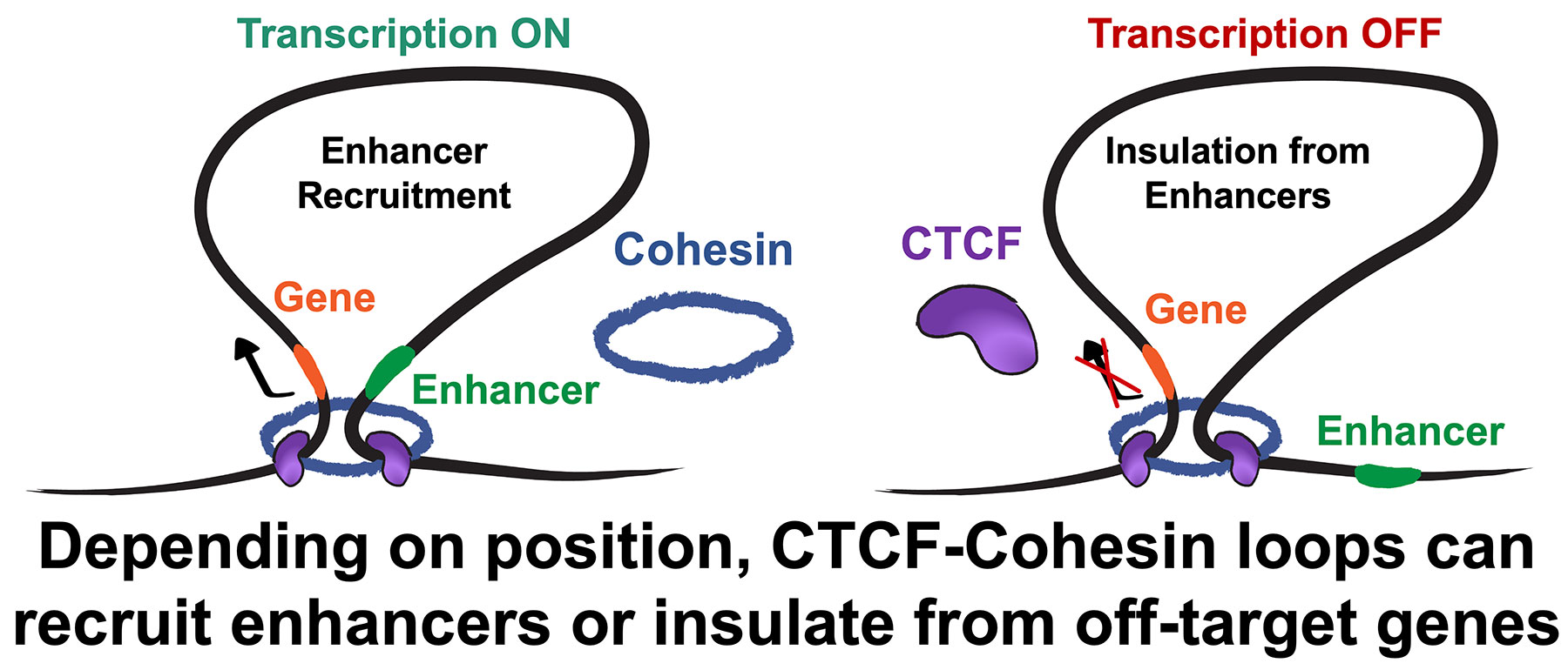 Image shows the effect of mutations to the Sox2 locus at structural and transcriptional levels.