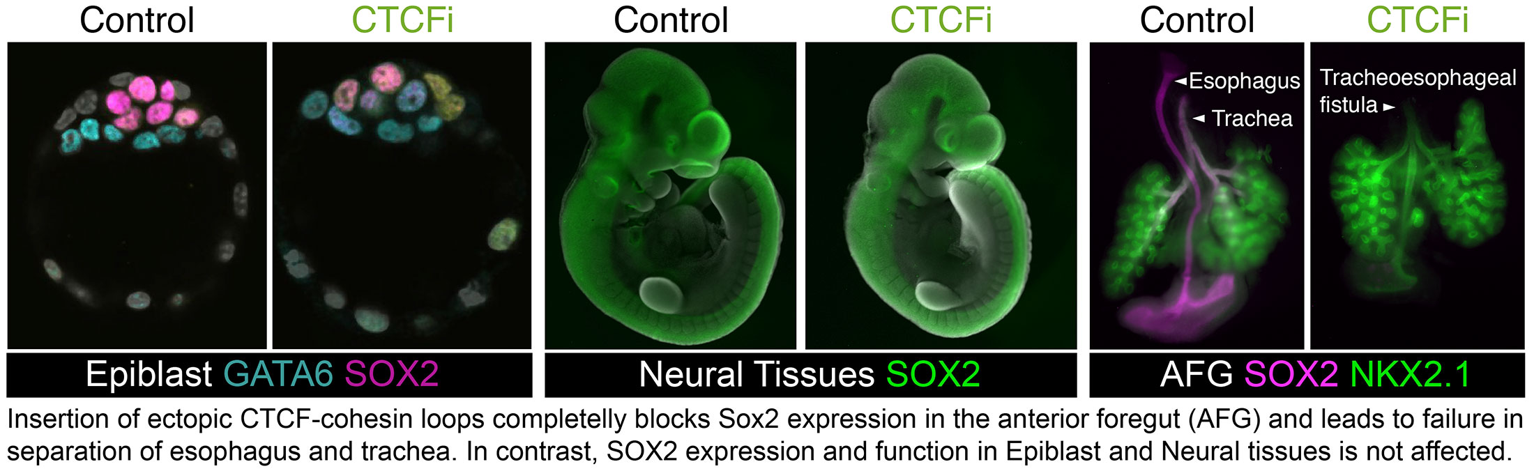 Image shows mouse embryos at different embryonic stages and how mutations affect development.