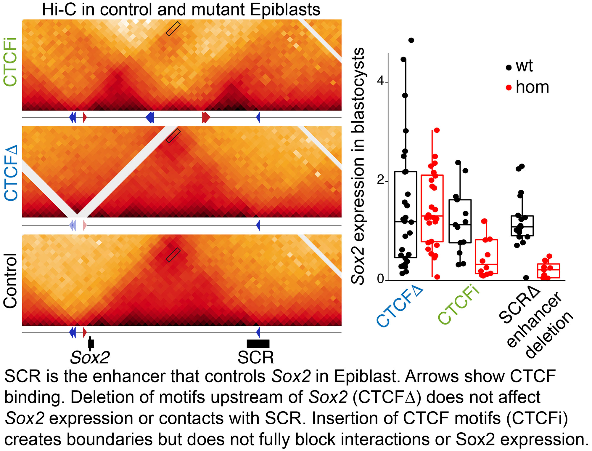 Image shows mouse embryos at different embryonic stages and how mutations affect development. Text on image reads Insertion of ectopic CTCF-cohesion loops completely blocks Sox2 expression in the anterior foregut (AFG) and leads to failure in separation of esophagus and trachea. In contrast, SOX2 expression and function in Epiblast and Neural tissues is not affected.