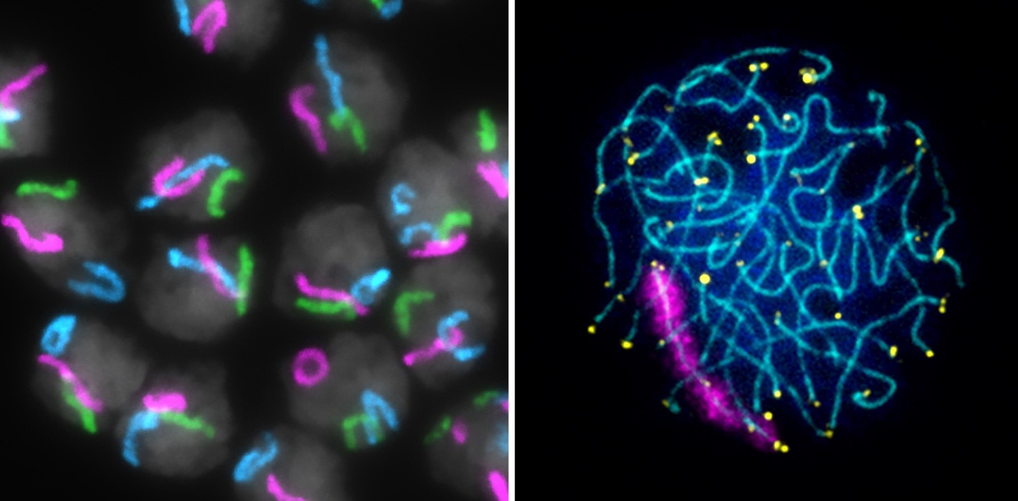 Left image shows a cluster of Bombx mori spermatocytes at the pachytene stage of meiotic prophase. Three chromosomes are labeled with whole chromosome paints (magenta, green, blue). Total DNA is shown in gray. Right: a single Bombyx spermatocyte at pachytene labeled with a marker for the synaptonemal complex (cyan), telomeres (yellow), and a single chromosome paint (magenta).Total DNA is shown in blue.