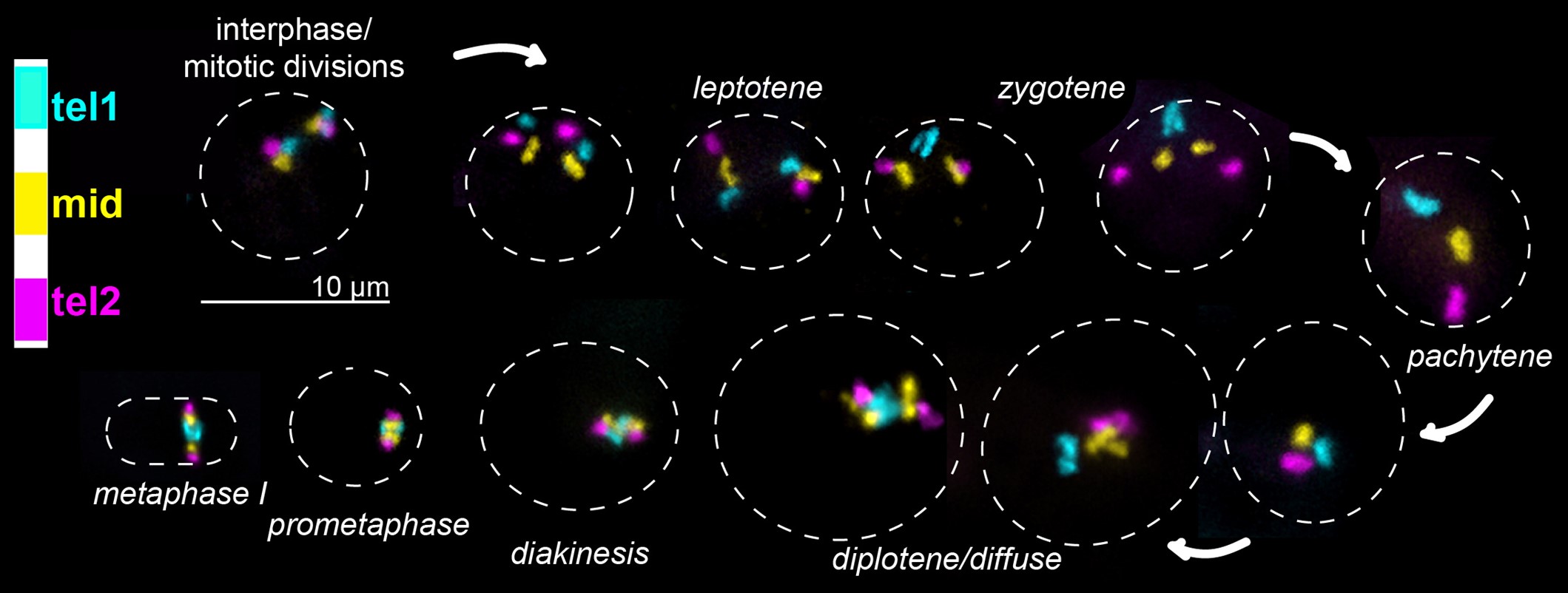 The image depicts cells progressing through meiosis I of spermatogenesis in the silkworm moth, Bombyx mori. A single chromosome is painted in a stripe pattern using Oligopaints. When two paint signals per color are visible, the maternal and paternal chromosome copies (homologs) are not paired yet. When a single paint single is displayed, the homologs are paired. The dashes line represents the nuclear edge.