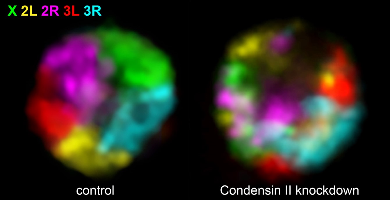 The image depicts Drosophila melanogaster interphase nuclei labeled with whole chromosome Oligopaints. The nucleus on the left is from a control (wildtype) cell, and the nucleus on the right is from a Condensin II knockdown cell. Unpainted regions of the nuclei are indicative of heterochromatic DNA or repetitive DNA.