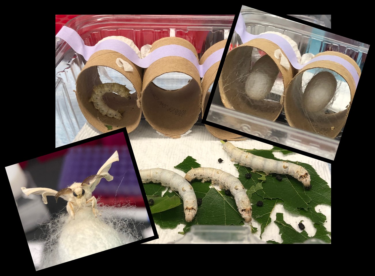 The above images are Bombyx mori at different developmental stages. Top left: a larva (caterpillar) beginning to pupate (spin a cocoon). Top right: two pupae (in silk cocoon). Bottom left: adult moth. Bottom right: fully mature 5th instar larvae (caterpillars) eating mulberry leaves.