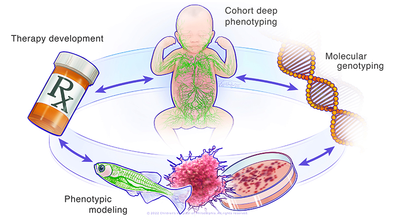 The Unit on Vascular Malformations uses a cohort of patients with lymphatic disorders and molecular genetics combined with organoids and zebrafish to developed molecularly targeted therapies.