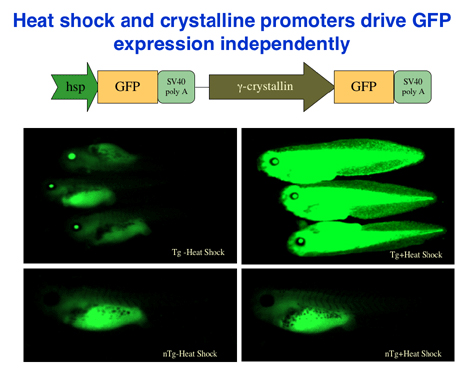 Heat Shock and Crystalline Promoters drive GFP Expression Independently.