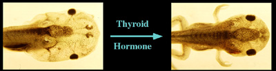 Hormone effects in a frog's thyroid.