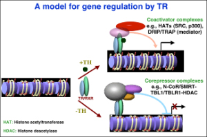A model for gene regulation by TR.