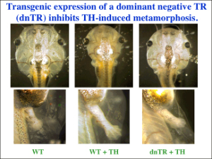 Transgenic expression of a dominant negative TR (dnTR) inhibits TH-induced metamorphosis.