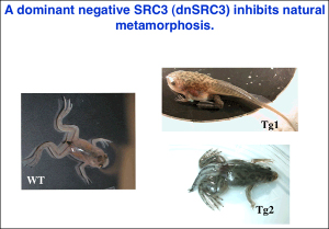 dnSRC3 inhibits natural metamorphosis.
