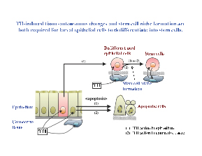 A dominant negative SRC3 (dnSRC3) inhibits natural metamorphosis.