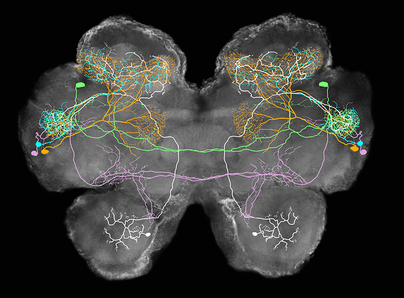 Mark Stopfer Lab: Section on Sensory Coding and Neural Ensembles