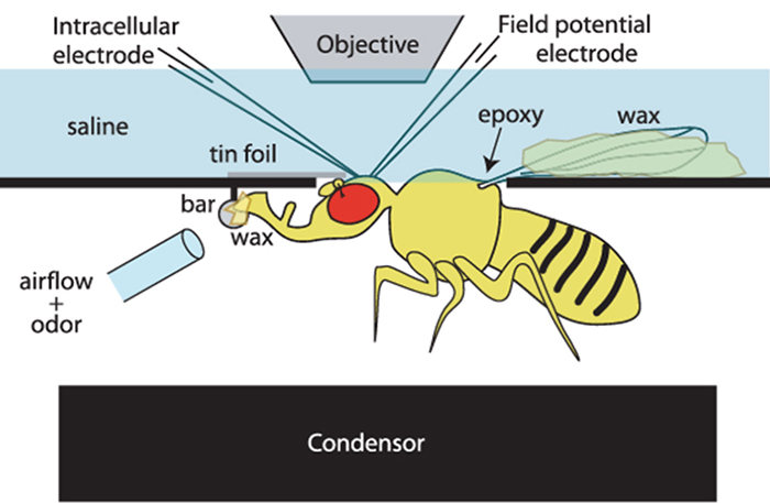 Electrophysiological lab set up for the study of olfaction and gustation of a fly.