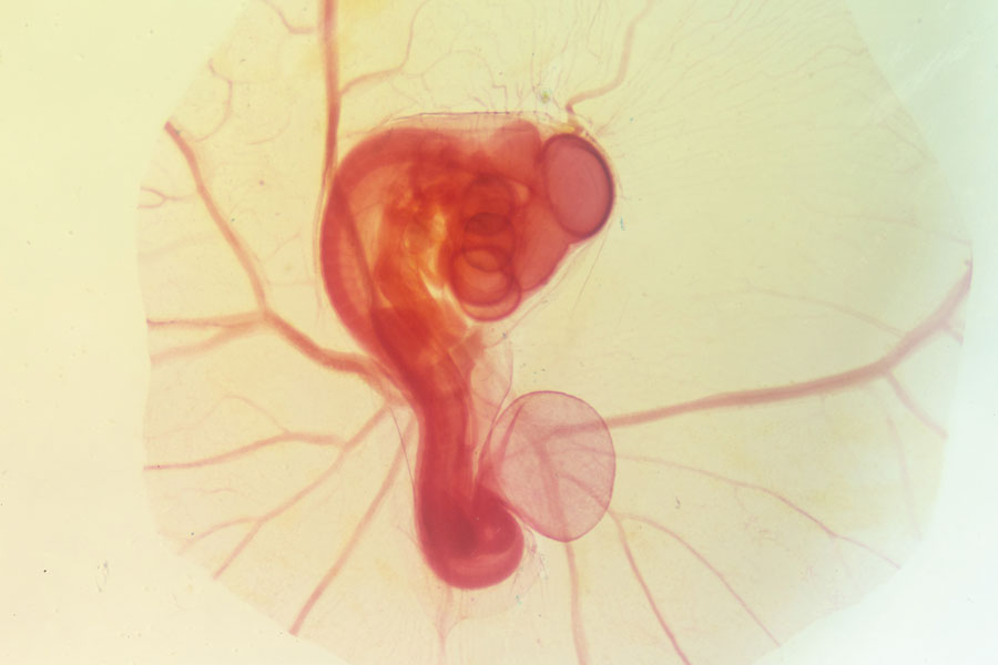 A micrograph of an embryo.